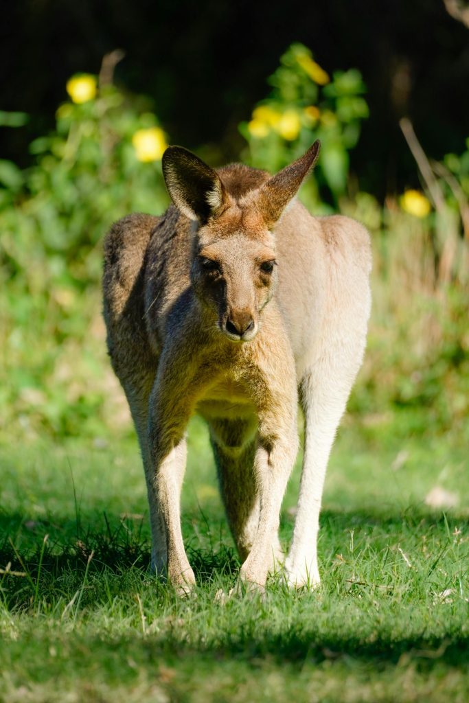 A kangaroo standing in green grass